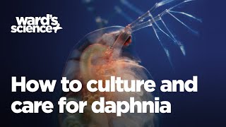 Caring and Culturing for Daphnia [upl. by Atrice]