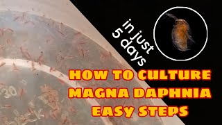 How to Culture Magna Daphnia Easily [upl. by Lagas4]