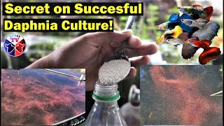 How to Culture Daphnia Successfully [upl. by Fulton]