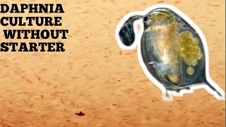 HOW TO CULTURE DAPHNIA NATURALLY WITHOUT A STARTER [upl. by Ventura941]