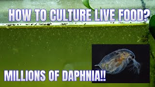 How to Culture Daphnia Secret Method to Breed MILLIONS  Simply Aquatic [upl. by Ahsiena621]