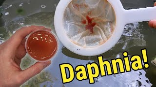 How I Culture Daphnia In Outdoor Tubs [upl. by Corneille535]