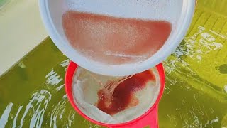 How to culture daphnia  Daphnia culture  How to grow daphnia outdoor [upl. by Victor835]