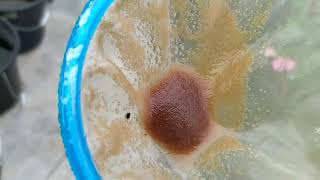 How to culture daphnia moina in a small container Part 1 English Subtitle [upl. by Dita902]