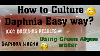 Daphnia MagnaHow to Culture Daphnia Easy wayCulturing Daphnia using Green water Daphnia [upl. by Cartie]