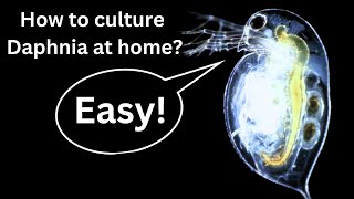 BEST Live Fish Food Beginner guide How to Culture Daphnia at home [upl. by Lower646]