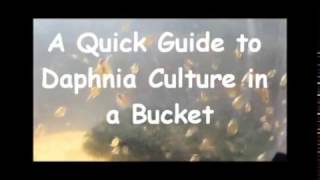 How to culture daphnia outside [upl. by Claudette]