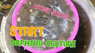 How to culture daphnia moina the easy way 1  Starting the Daphnia culture [upl. by Isidor]