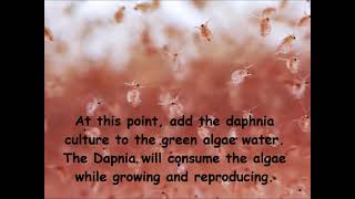 Daphnia  How to grow daphnia in your home [upl. by Glenine897]