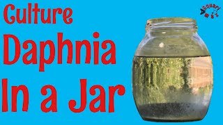 How to Culture Daphnia in a Jar [upl. by Treboh]