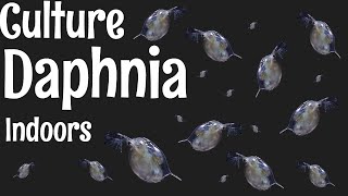 How to Culture Daphnia [upl. by Rattray657]