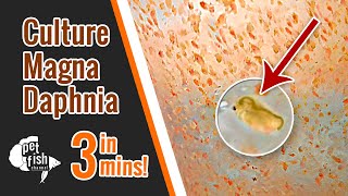 How to culture DAPHNIA MAGNA  The easy way [upl. by Jemine979]