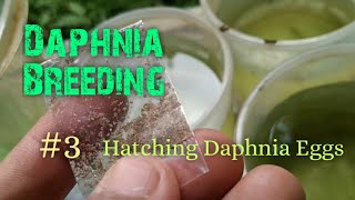 Daphnia Culture made simple and easy 3  Hatching Daphnia eggs [upl. by Scholz551]