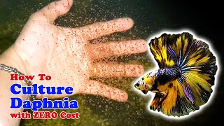 How to Culture Daphnia with ZERO Cost  Unlimited Live Food For Our Fish [upl. by Nanah]