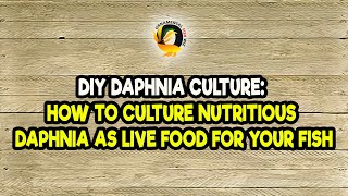 DIY Daphnia Culture How to Culture Nutritious Daphnia as Live Food for Your Fish [upl. by Annawt]