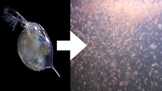 How I Culture Daphnia [upl. by Laband116]