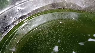 DAPHNIA MOINA CULTURE IN A SMALL BUCKET [upl. by Nyved]