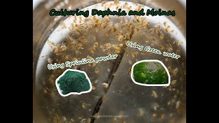 How To Culture Daphnia and Moinas using Green Water Spirulina powder [upl. by Sibylle374]