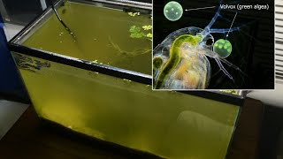 Raising Daphnia for the Freshwater Aquarium [upl. by Nickolaus732]