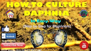 HOW TO CULTURE DAPHNIA In Easy Way [upl. by Anelahs]